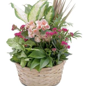 dish garden